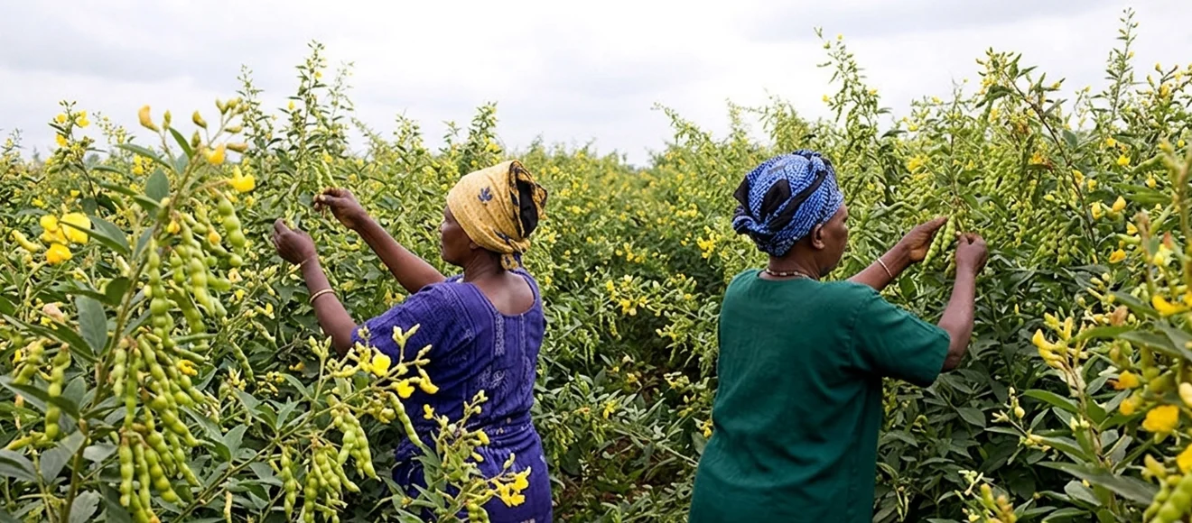 connecting the world with veda agro