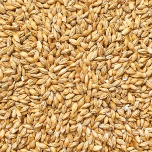 Barley Seeds