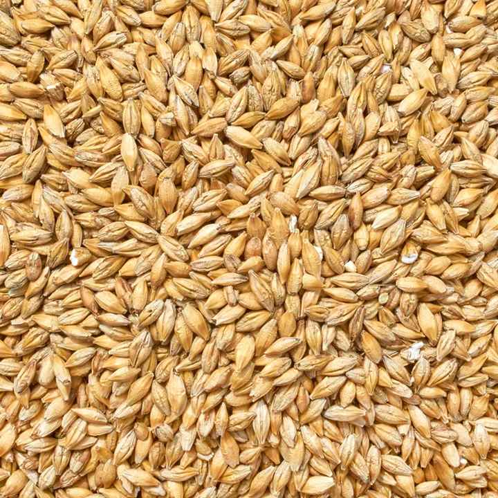 Barley Seeds