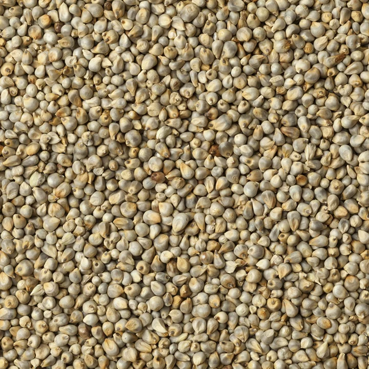 Green Millet Seeds