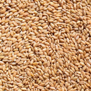Wheat Seeds