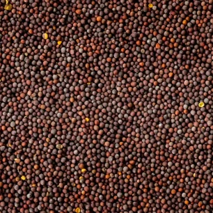 Mustard Seeds