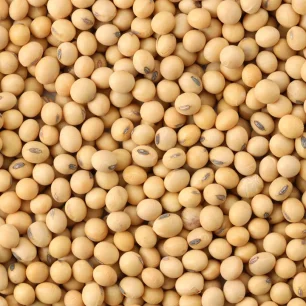 Soybean Seeds