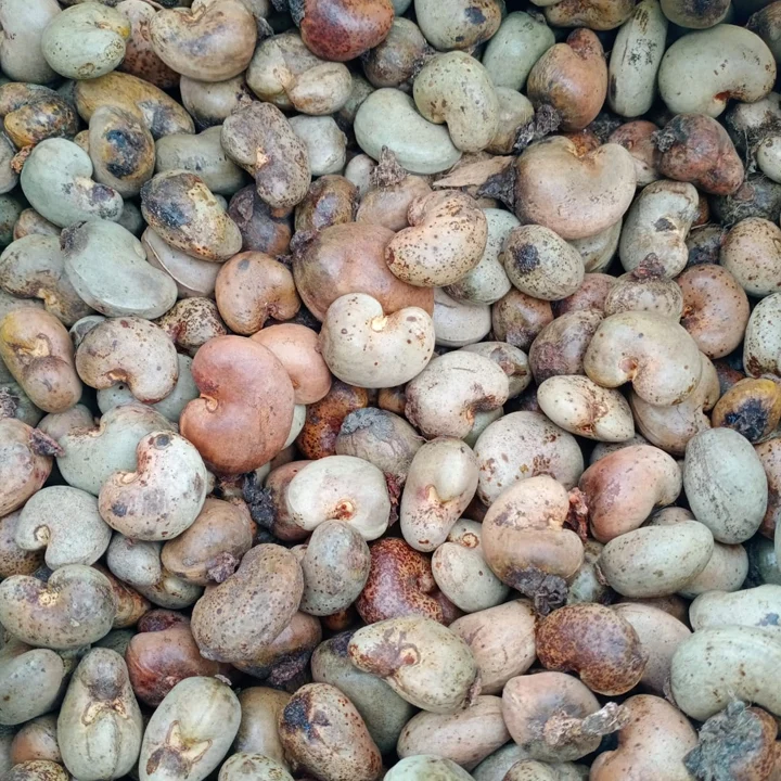 Raw Cashew Nuts
